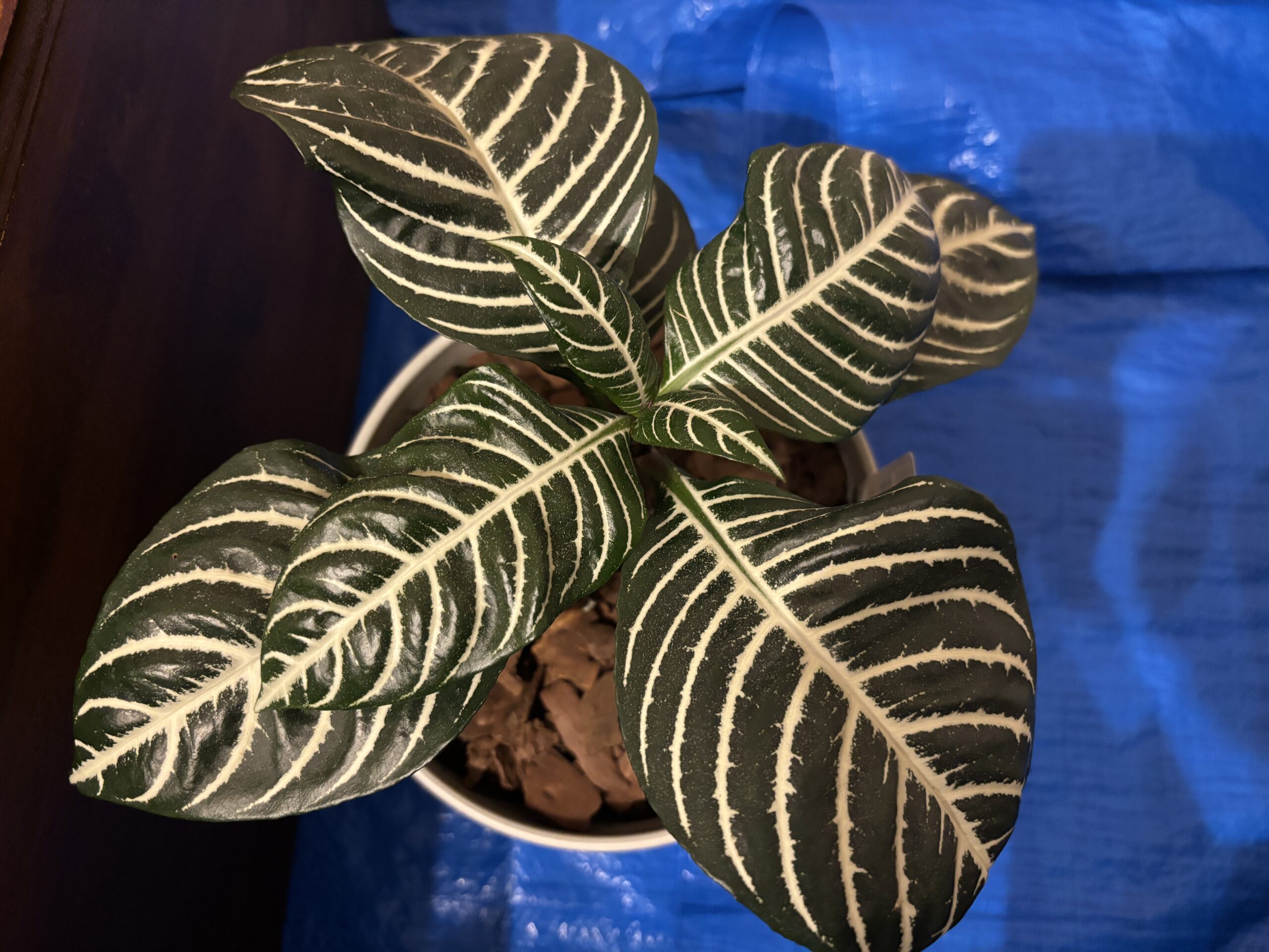 家庭菜園日記】観葉植物ダニアにはまりました2024年7月【ハーブ